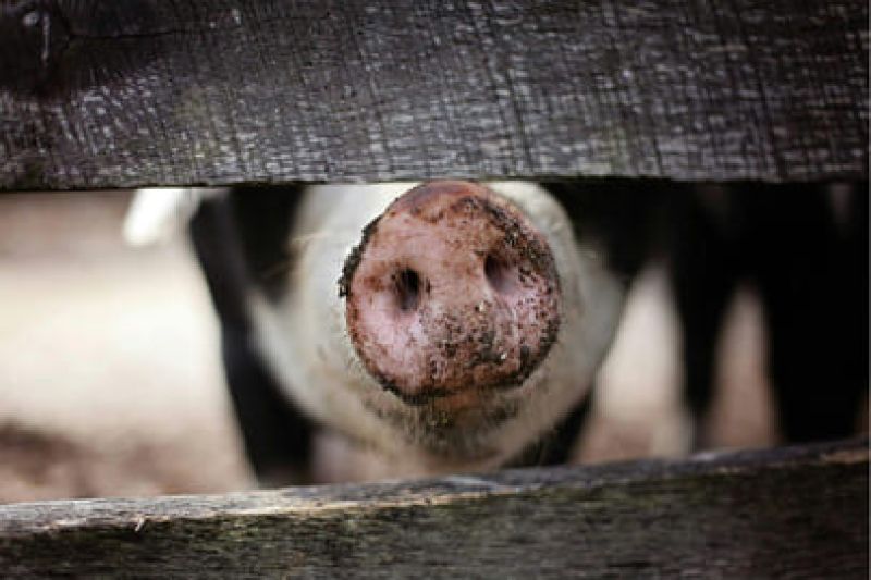 SALUTE E BENESSERE ANIMALE